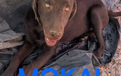 Amici in adozione – Mokai