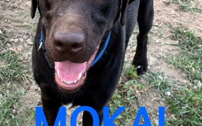 Amici in adozione – Mokai
