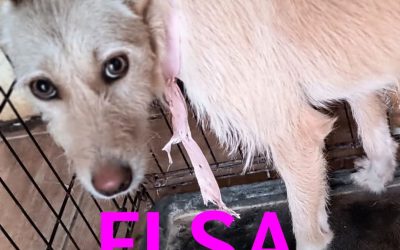 Amici in adozione – Elsa