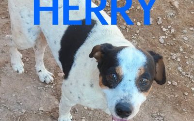 Amici in adozione – Herry