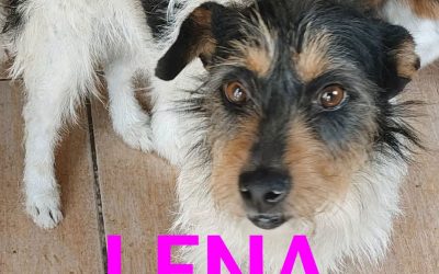Amici in adozione – Lena