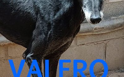 Amici in adozione – Valero