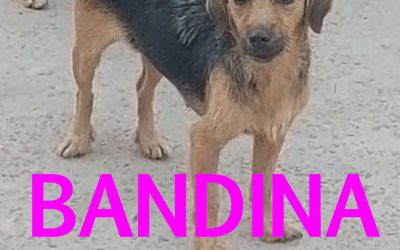 Amici in adozione – Bandina