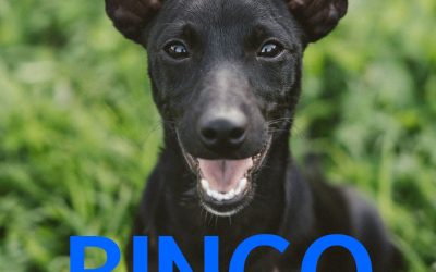 Amici in adozione – Bingo