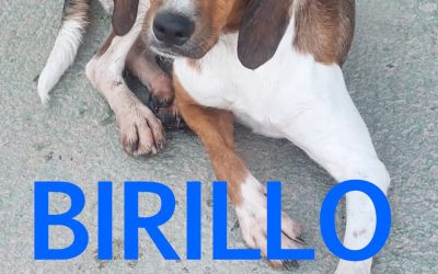 Amici in adozione – Birillo