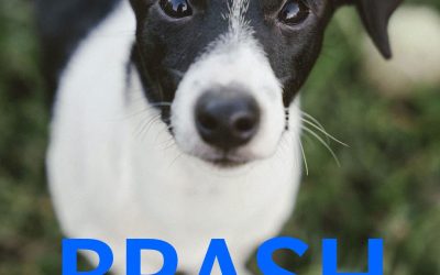 Amici in adozione – Brash