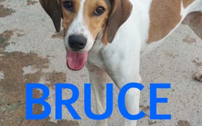 Amici in adozione – Bruce