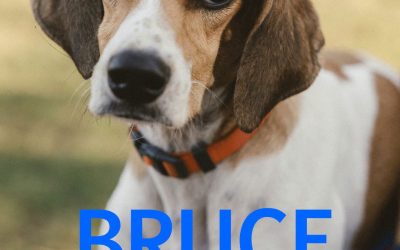 Amici in adozione – Bruce