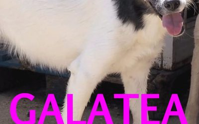Amici in adozione – Galatea