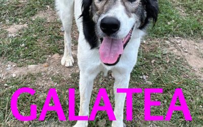 Amici in adozione – Galatea