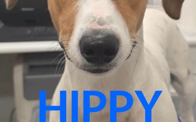 Amici in adozione – Hippy