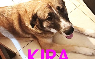 Amici in adozione – Kira