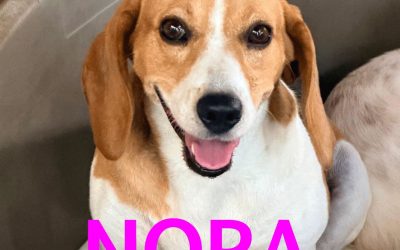 Amici in adozione – Nora