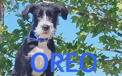 Amici in adozione – Oreo
