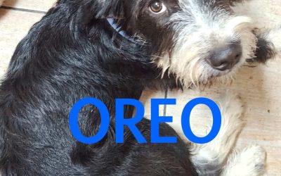 Amici in adozione – Oreo