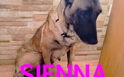 Amici in adozione – Sienna