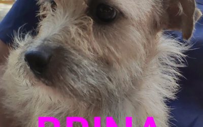 Amici in adozione – Brina