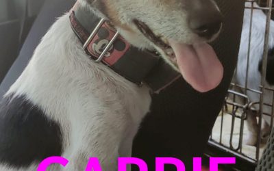 Amici in adozione – Carrie