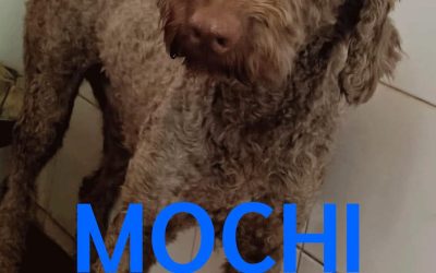 Amici in adozione – Mochi