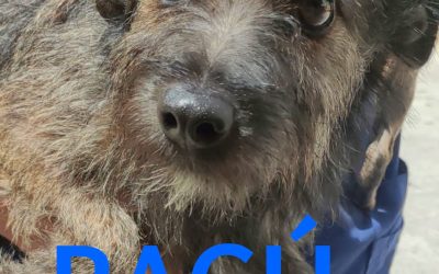Amici in adozione – Ragú
